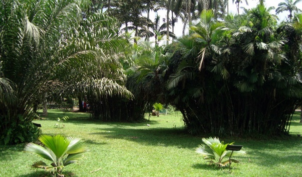Абури - ботанический сад