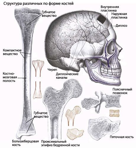 Классификация костей человека