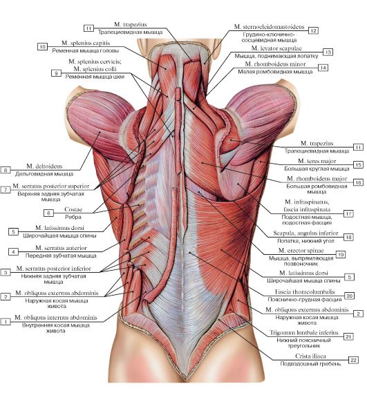 Классификация мышц человека