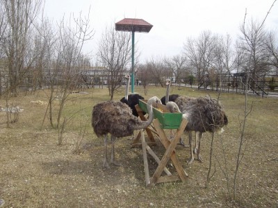 Кормушки для страусов
