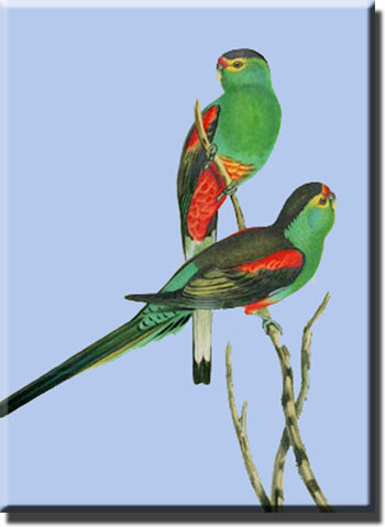 Красноплечие райские попугаи