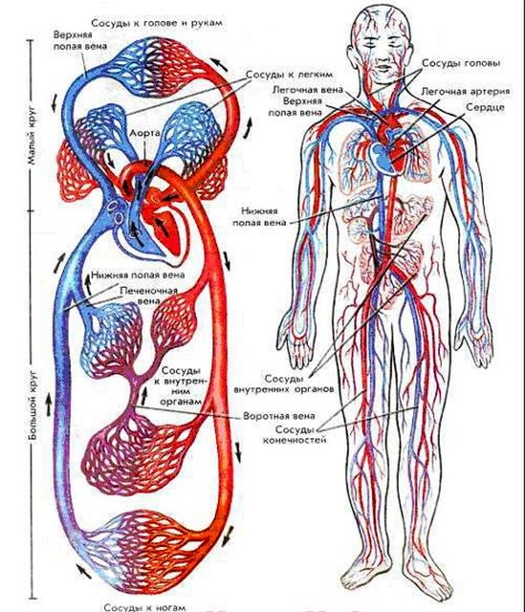 Кроветворная система человека