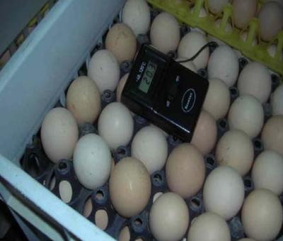 Отбор и хранение яиц для выращивания цыплят