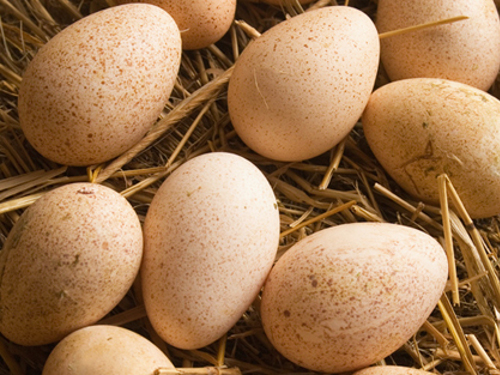 Получение яиц для инкубации от индеек