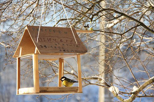Птицы в саду: кормушки и зимний прикорм