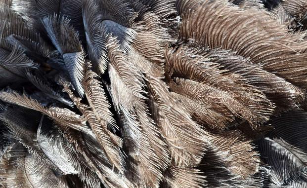 Сбор страусиного пера