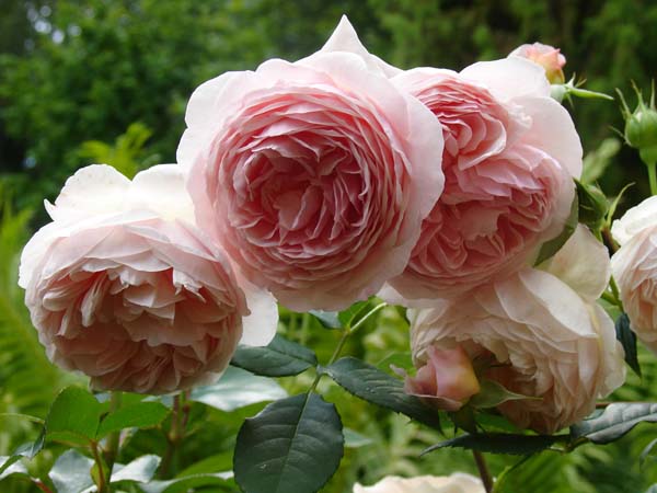 Старинные английские розы
