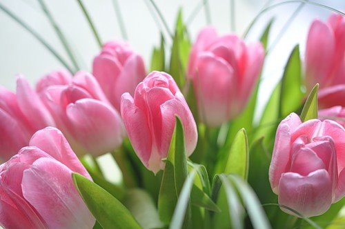 Тюльпаны – весенние короли