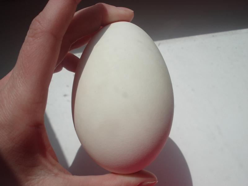 Выбор гусиных яиц