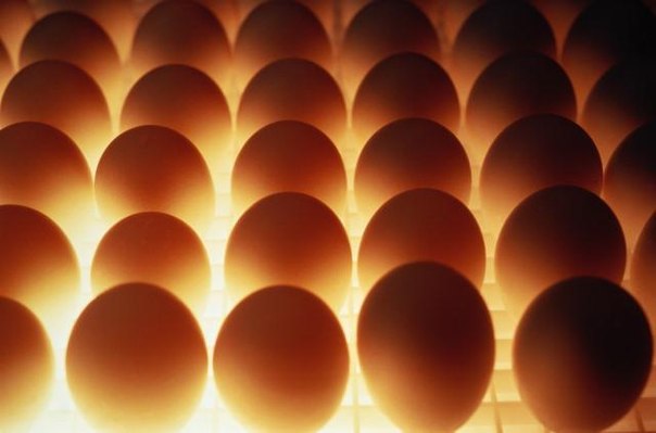Выбраковка и инкубация куриных яиц