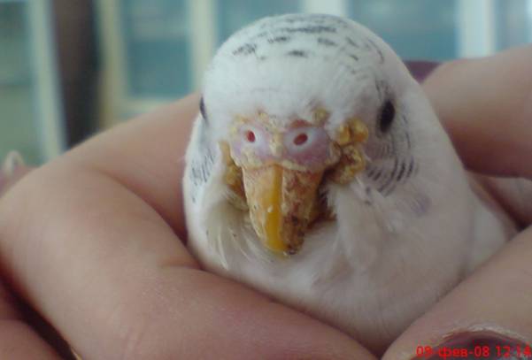 Болезни и лечение волнистых попугаев