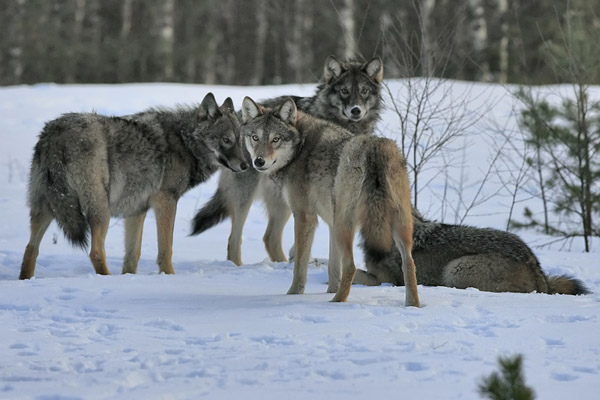Охота на волков с поросенком