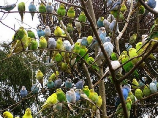 Содержание волнистых попугаев