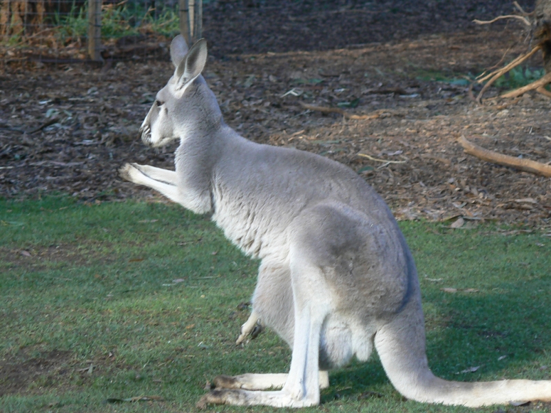 Страна кенгуру