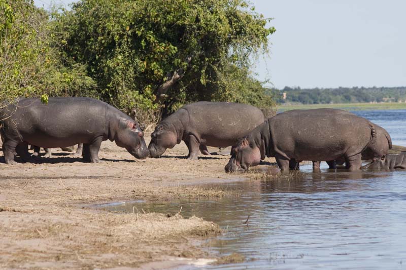 Водное сафари в Зимбабве