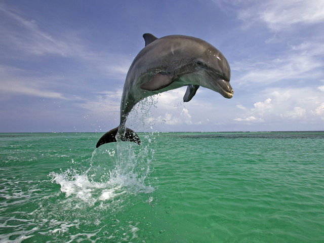 Зачем люди изучают дельфинов?